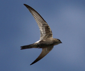 Ураацай (Хондлойцагаан ураацай)